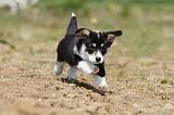 CORGI PEMBROKE 415